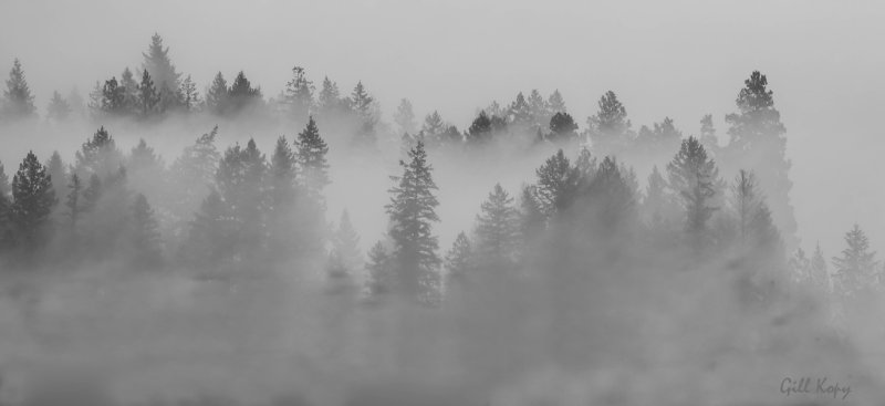 Morning Fog.jpg