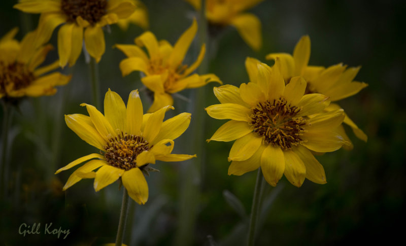 Okanagan Sunflowers