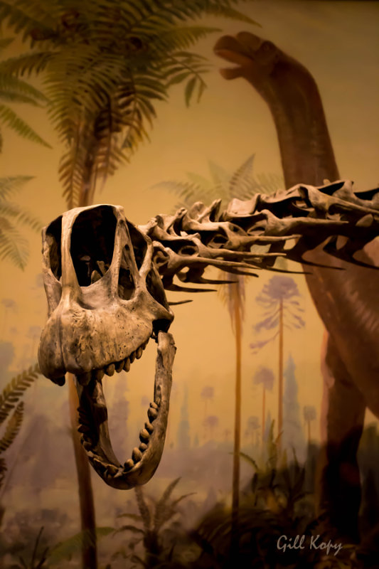 Drum Museum_Camarasaurus.jpg