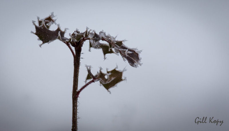 Frosted Oregon Grape