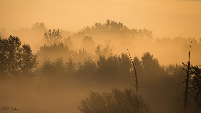 Foggy Dawn