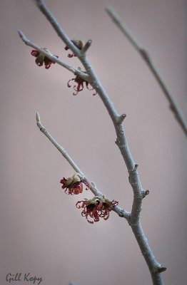 Witchhazel