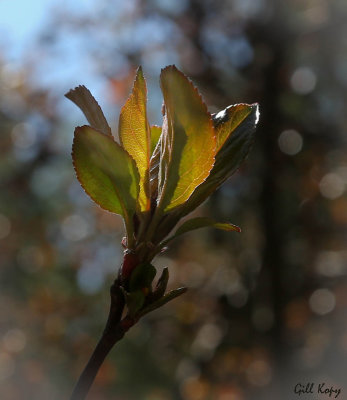 New_Leaves