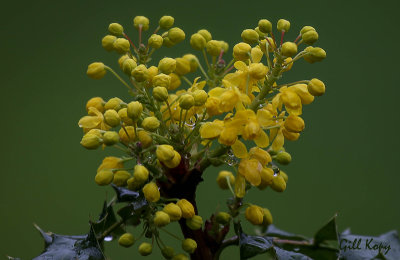 Oregon Grape Flowers