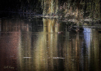 Fall Reflections