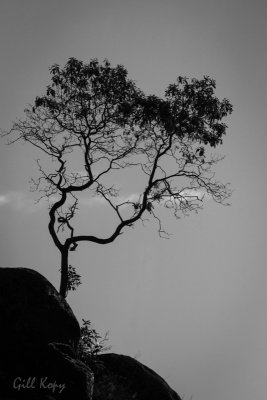 Sunshine Coast Tree