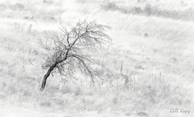 Another Lonely Tree 