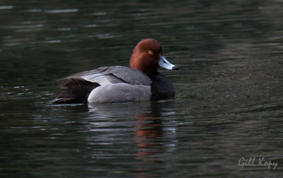 Redhead  duck