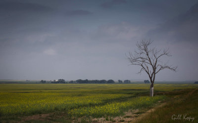 Prairie4