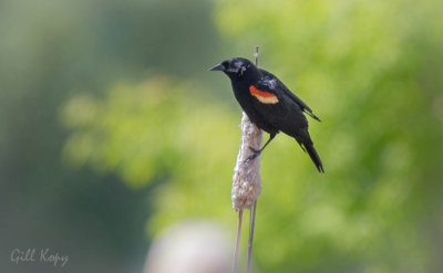 Red Winged blackbird