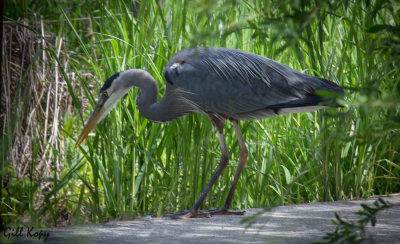 Heron lunch time
