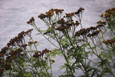 Grasses