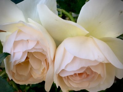 English rose, Janet
