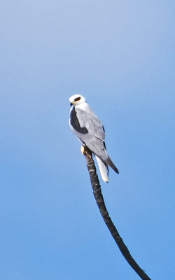 Whitetailed Kite