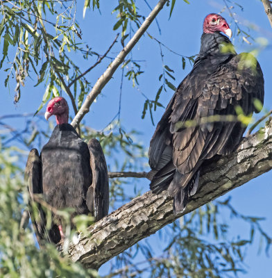 Turkey Vulture