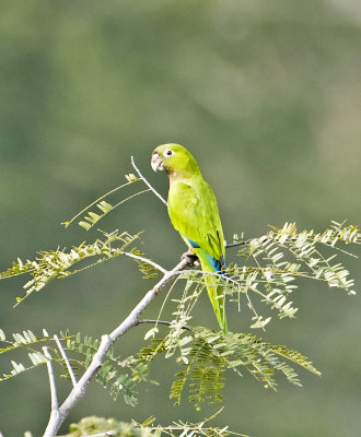 Olivethroated Parakeet