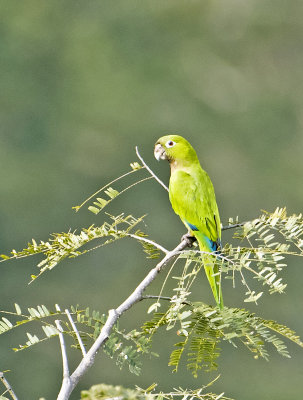Olivethroated Parakeet