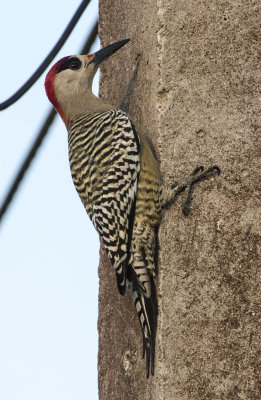 West Indian Woodpecker