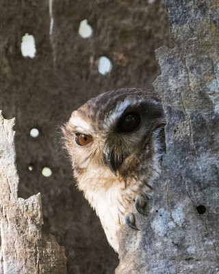 Barelegged Owl
