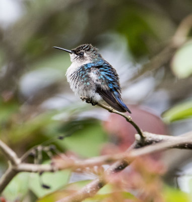 Bee Hummingbird