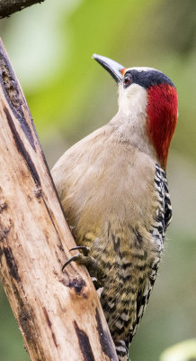 West Indian Woodpecker