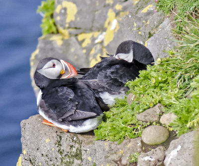 Atlantic Puffin