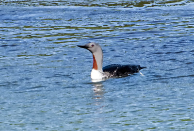 Redthroated Loon