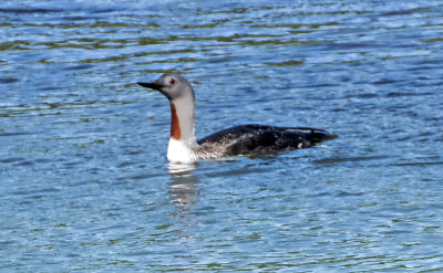 Redthroated Loon