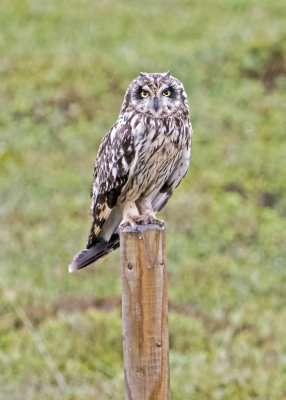 Shortearded Owl