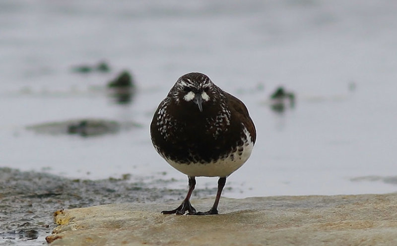 Black_Turnstone_850.jpg