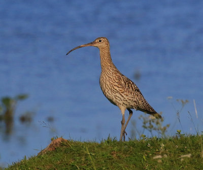 Eurasian_Curlew_male