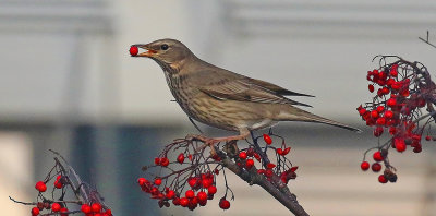 Blach-throated Trast 2K