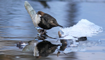 Whitethroated_Dipper