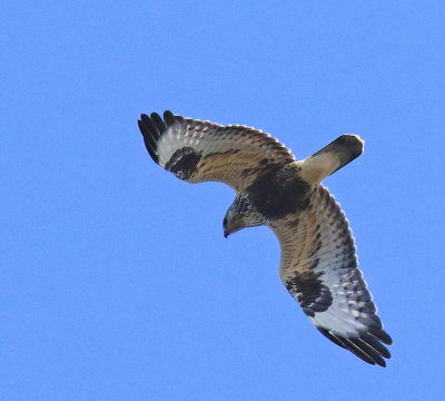 Roughlegged_Buzzard