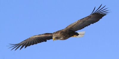 White-tailed Eagle