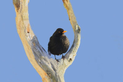 Common_Blackbird_Swedish_number_1.jpg