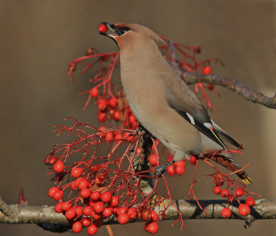 Bohemian_Waxwing 