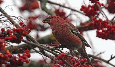 Pine_Grosbeak_