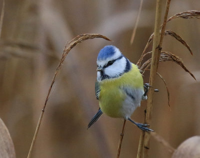 European_Blue_Tit