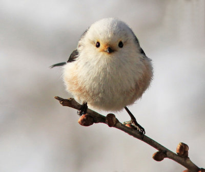 Longtailed_Tit_