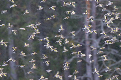 European_Goldfinch_