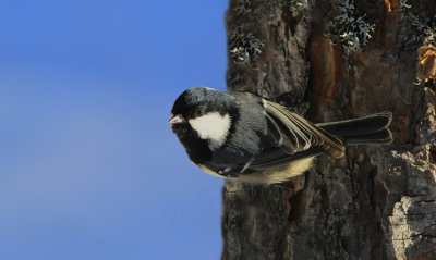 Cosl_Tit_