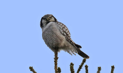 Northern Hawk Owl  