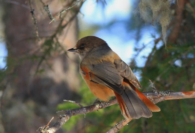 Siberian Jay 