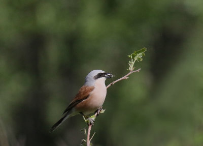 Red-backed Shrike