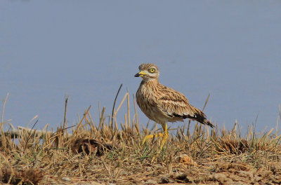  Stone Curlew.jpg