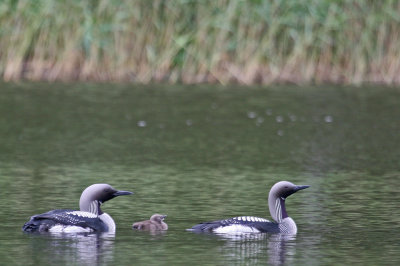 Black-throated Loon