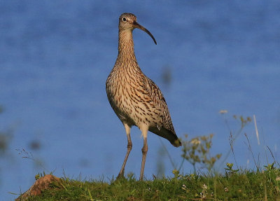 Storspov Curlew