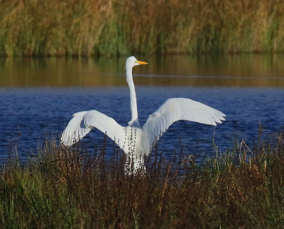 Great Egret