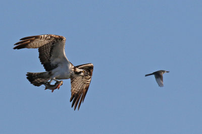 Osprey & Pied Wagtail.jpg